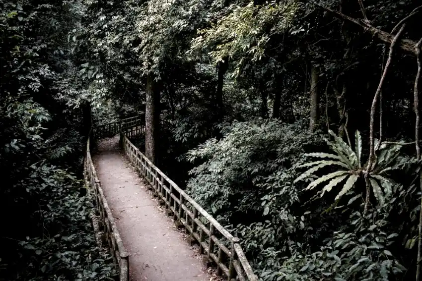 cuc phuong national park jungle walkway