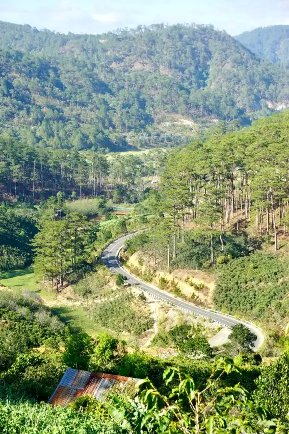 da lat pine forest mountain road