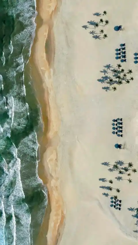 da nang aerial beach palm trees