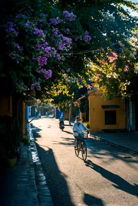 hoi an ancient town bougainvillea street