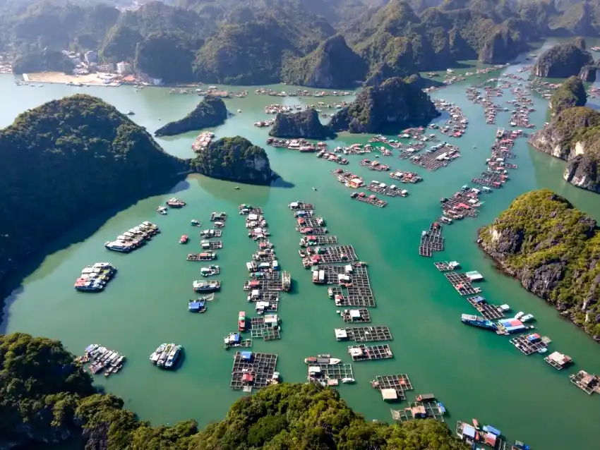 lan ha bay cat ba island aquaculture